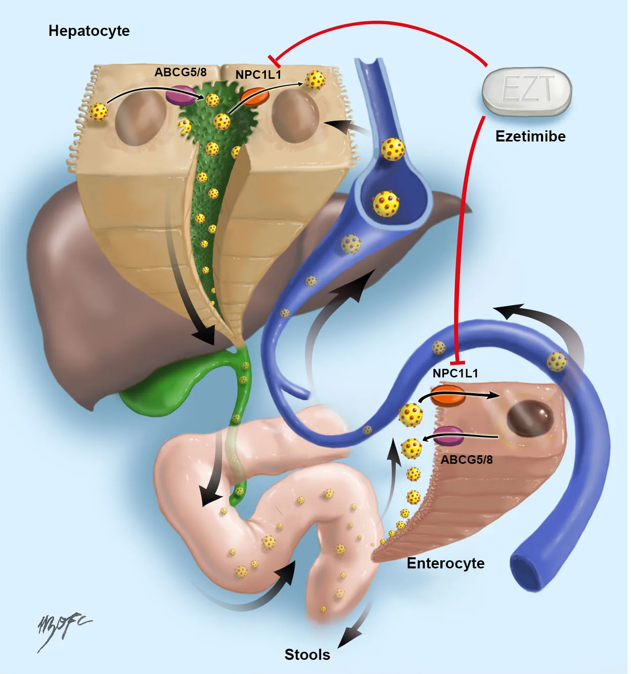 Esquema del ciclo entero-hepático propuesto para el virus de la hepatitis C