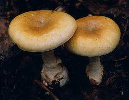 Amanita phalloides, el hongo que causa la mayoría de las intoxicaciones mortales