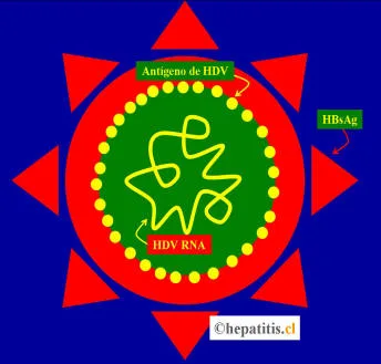 Esquema de la estructura del virus de la hepatitis D