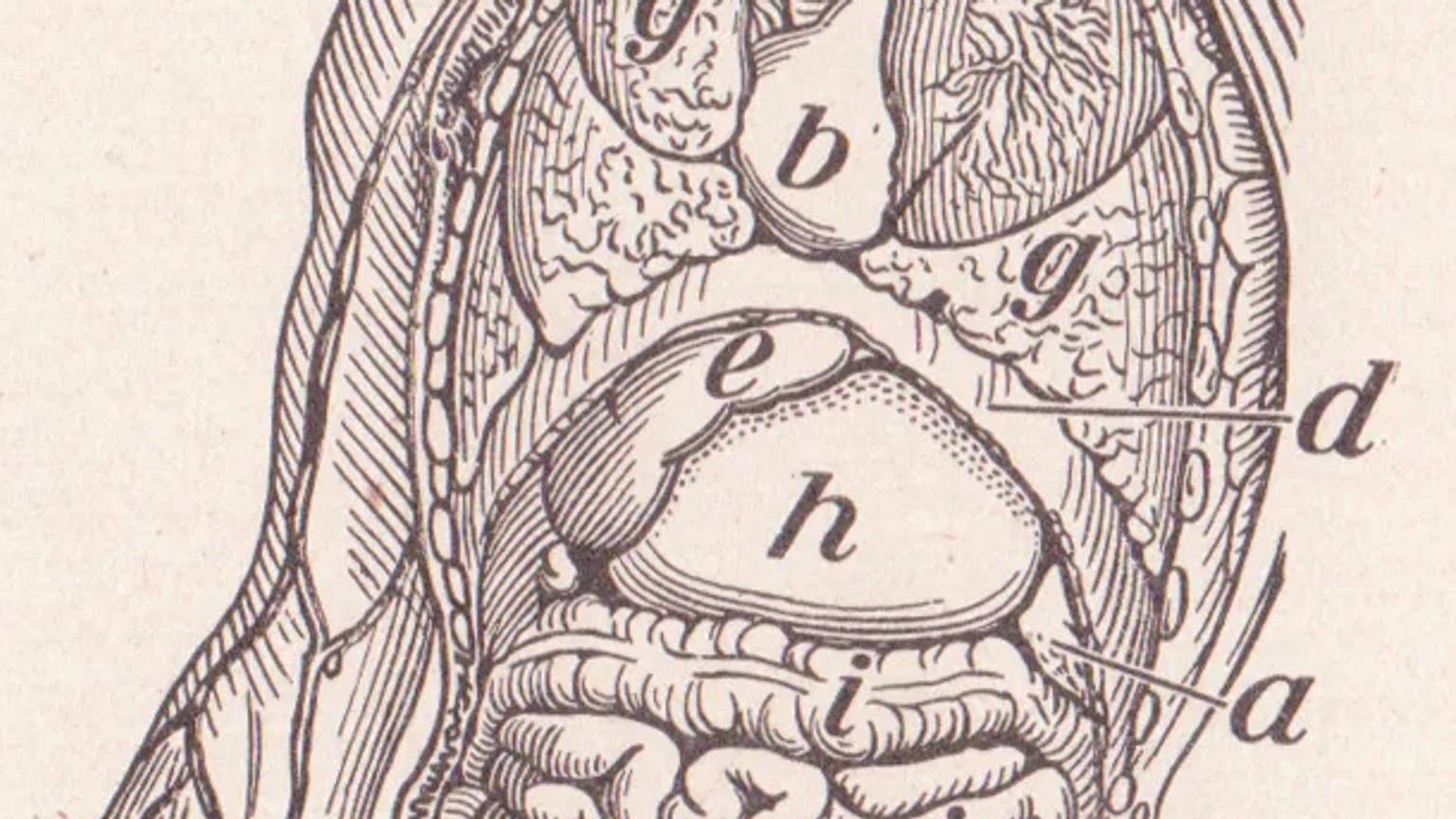 Detalle de un grabado anatómico antiguo centrado en el hígado